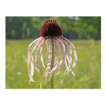 Pétales de abattement de fleur de cône cartes postales