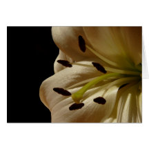 Pétales de fleur de lis blanc carte de vœux