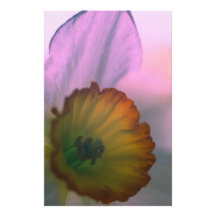 Pétales de narcisse - photographie jaune blanche d