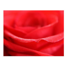Pétales de rose rouges cartes postales