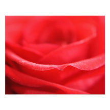 Pétales de rose rouges impression photographique
