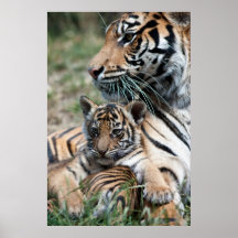 Petit animal de tigre posters