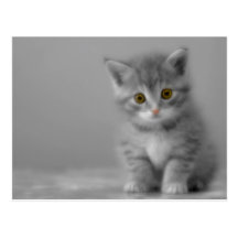 Petit chaton doux carte postale