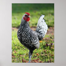 "Petit coq fier " Posters