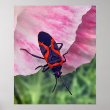 Petit insecte de Milkweed Affiche