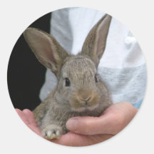 petit lapin doux autocollants