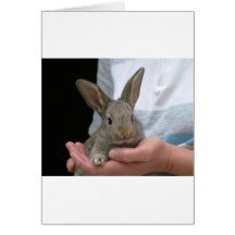petit lapin doux cartes