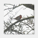 Petit merle rouge magnets pour réfrigérateur