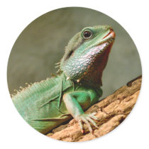 Petit reptile
