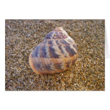 Petit Shell Cartes De Vœux