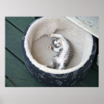 Petit somme de chat affiche