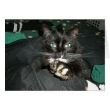 Petit somme de chat carte