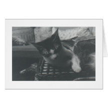 Petit somme de chat carte de vœux