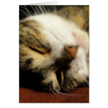 Petit somme de chat cartes de vœux