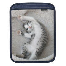 Petit somme de chat housses iPad