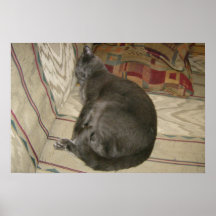 Petit somme du chat de Lion Posters