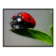 Petite coccinelle carte postale