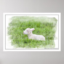 Petite épreuve photographique de couleur pour aqua poster
