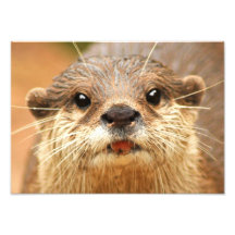 Petite loutre griffée asiatique impressions photographiques