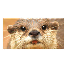 Petite loutre griffée asiatique photocarte customisée