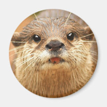 Petite loutre griffée asiatique aimant pour réfrigérateur