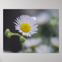 petite marguerite posters