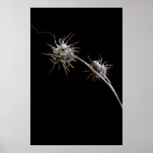 Petite mauvaise herbe étrange affiche