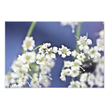 Petites fleurs photo