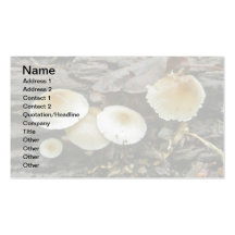Petits champignons de parasols sur le rondin carte de visite