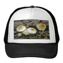 Petits champignons de parasols sur le rondin casquettes