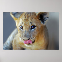 Petits lions affamés posters