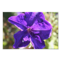 Pétunia Art Photographique
