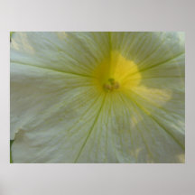 Pétunia et copie blancs de Sun Posters