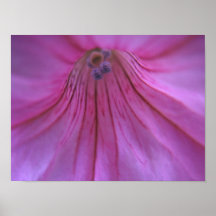 Pétunia intérieur posters
