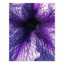 Pétunia pourpre photographes