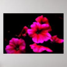 Pétunias lumineux affiche