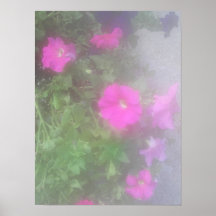 Pétunias Posters