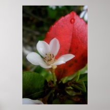 Peu de bijou posters