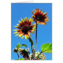 Peu de cartes vierges de tournesol jaune