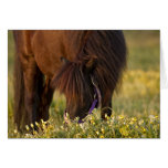 Peu de poney de Sharni Shetland Carte De Vœux