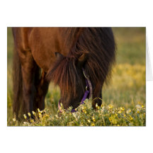 Peu de poney de Sharni Shetland Carte De Vœux