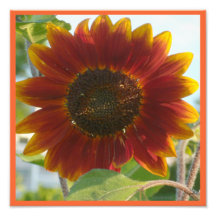 Peu de tournesol rouge impressions photo
