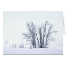 Peupliers dans la neige carte