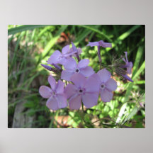 Phlox duveteux affiche
