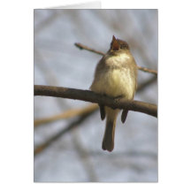 Phoebe de chant cartes de vœux