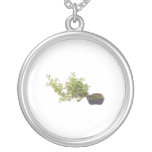 Photo 10 de bonsaïs collier