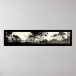 Photo 1907 de Monterey de point de Cypress Affiches