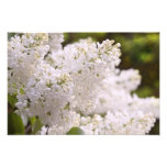 Photo assez blanche de lilas