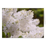 Photo assez blanche de lilas cartes de vœux