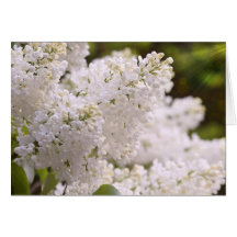 Photo assez blanche de lilas cartes de vœux